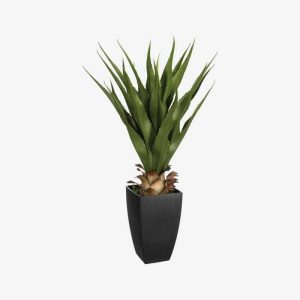 Chic Agave