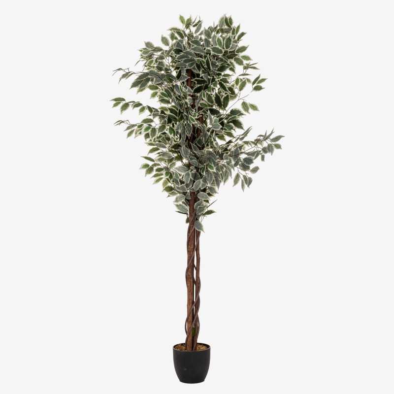 Vue de face de la plante artificielle FICUS
