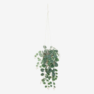 193710_1_sieste Plante Suspendue