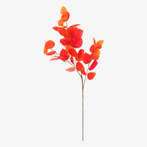 164263A_1_eucalyptus Tige
